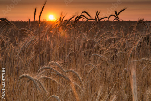 Рассвет в поле пшеницы