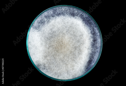 macro of white fungi on petri dish isolated on black