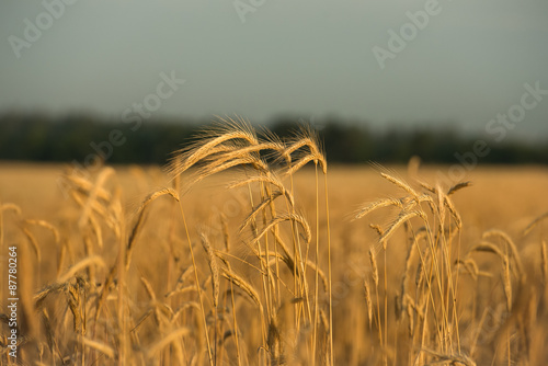 Колоски пшеницы в лучах рассвета