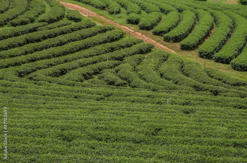 Tea plantations in the north of Thailand.