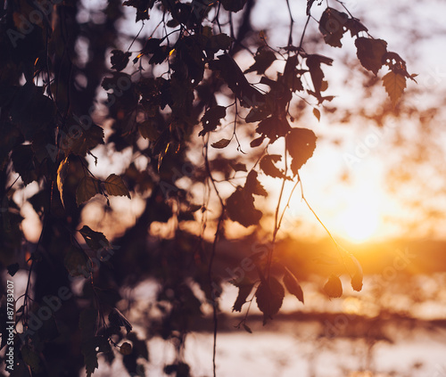 A set of fresh birch leaves in the sunset with a beautiful blurr