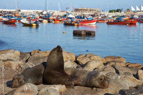 Wild South American Sea Lions (Otaria flavescens) basking on rocks in the fishing harbour at Iquique in northern Chile. 