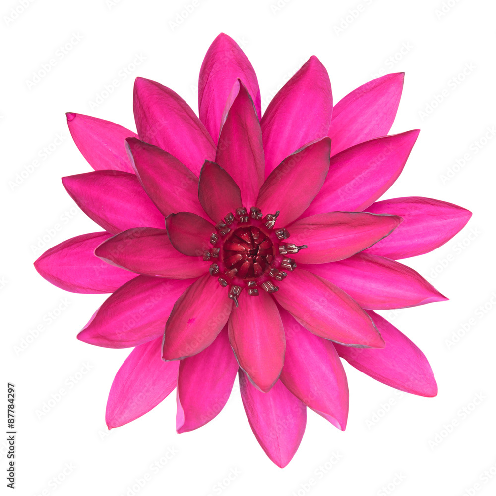 Obraz premium Lotus flower isolate on white background. This has clipping path