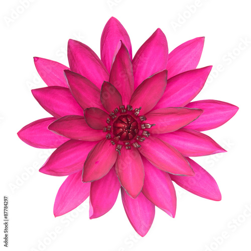 Lotus flower isolate on white background. This has clipping path