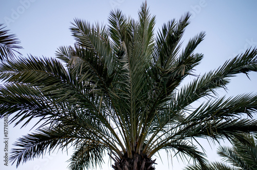 The top of a palm tree against a blue sky