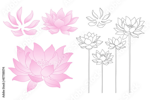 Fototapeta Naklejka Na Ścianę i Meble -  Vector lotus flowers and petals