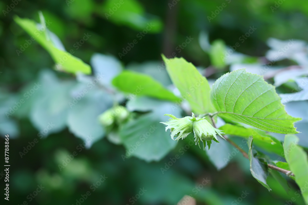 Hazelnut Hazelnut