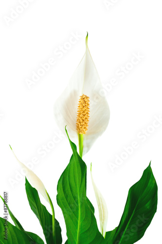 flower spathiphyllum, background