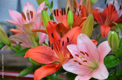 Fototapeta Naklejka Na Ścianę i Meble -  Farbenfrohe Lilienblüten