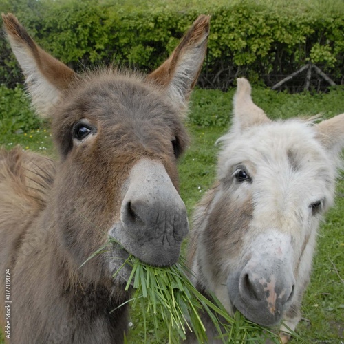 twee ezels eten gras