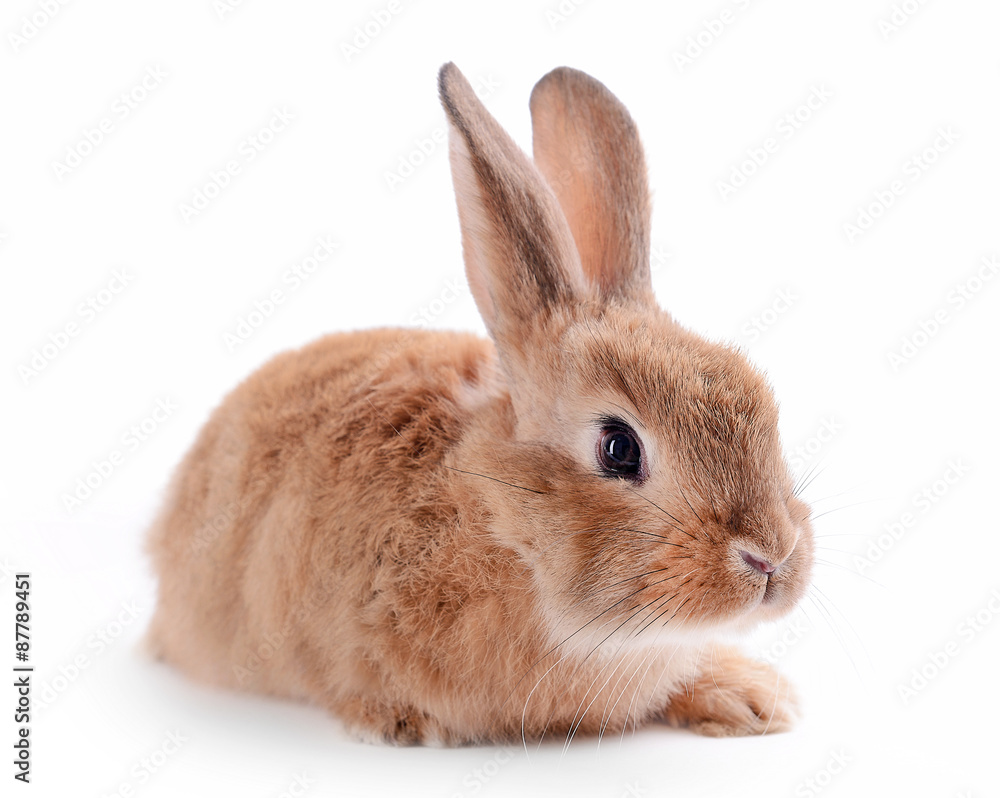 Little rabbit isolated on white Little rabbit isolated on white