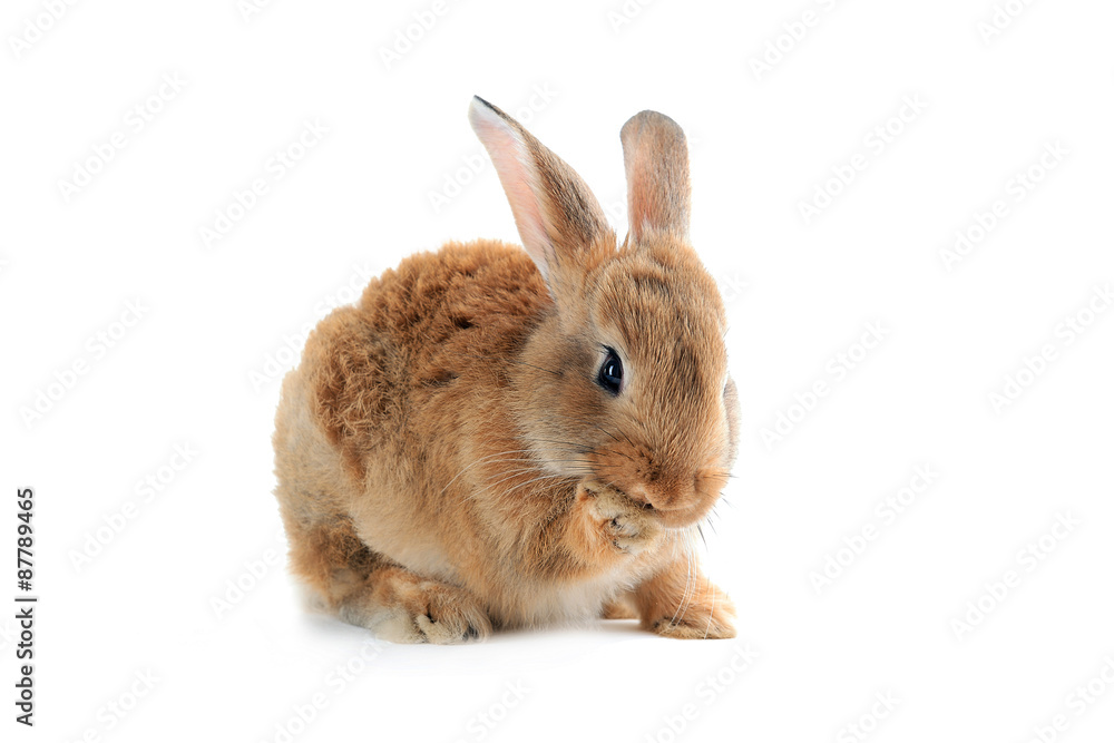 Obraz premium Little rabbit isolated on white