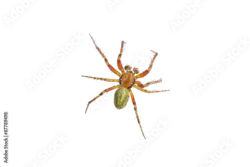 Rusty green spider on a white background