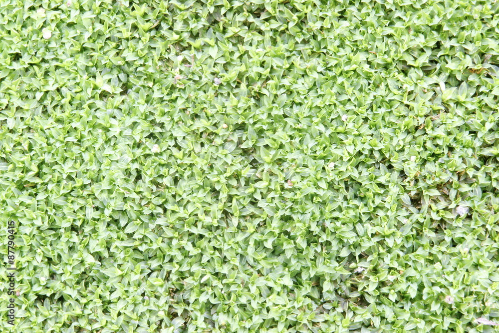 Moss texture, background Moss texture, background