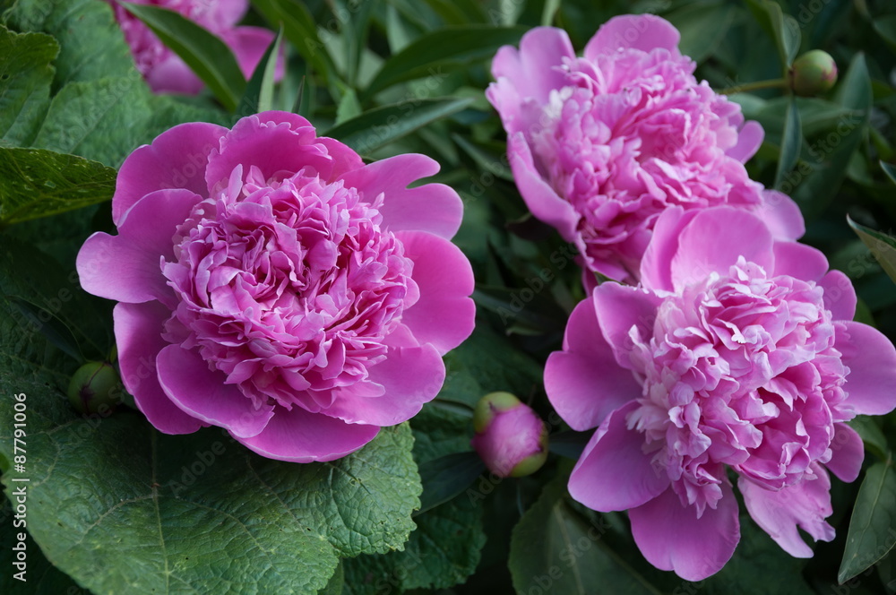 Красивые розовые пионы в саду.