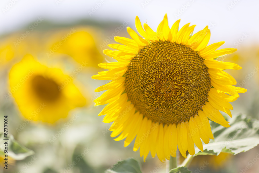 Sunflower Sunflower