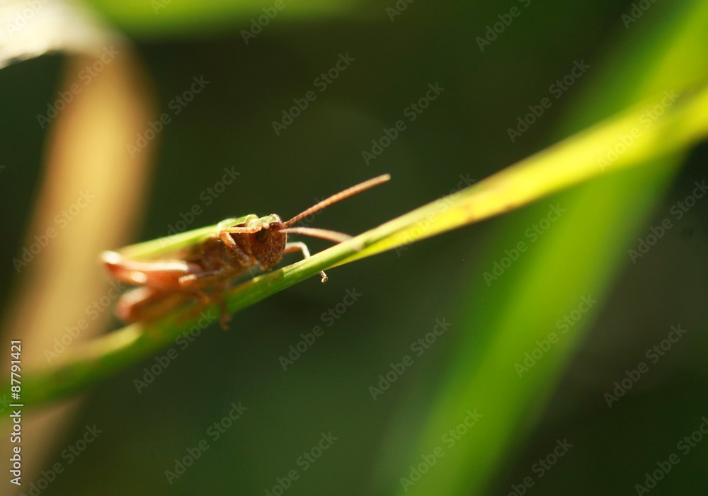 grasshopper grasshopper