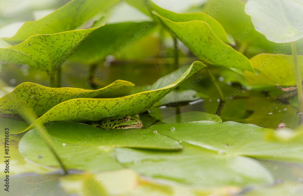 Teichfrosch