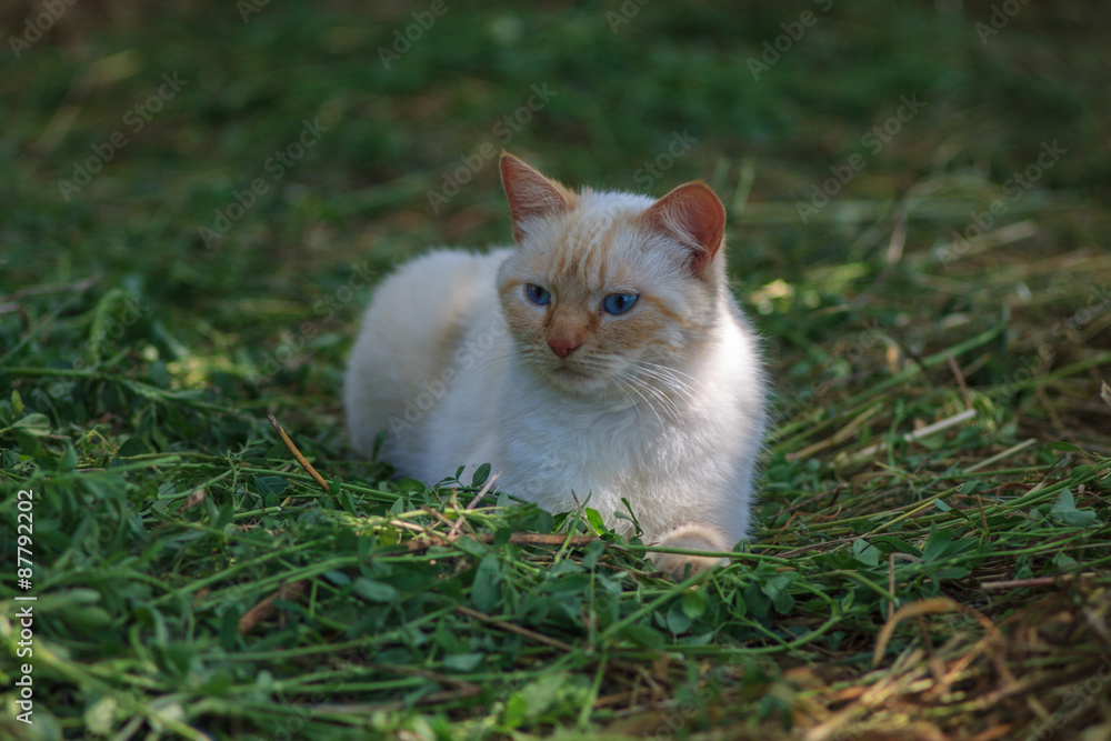 Cat resting on the grass/Cat resting on the grass