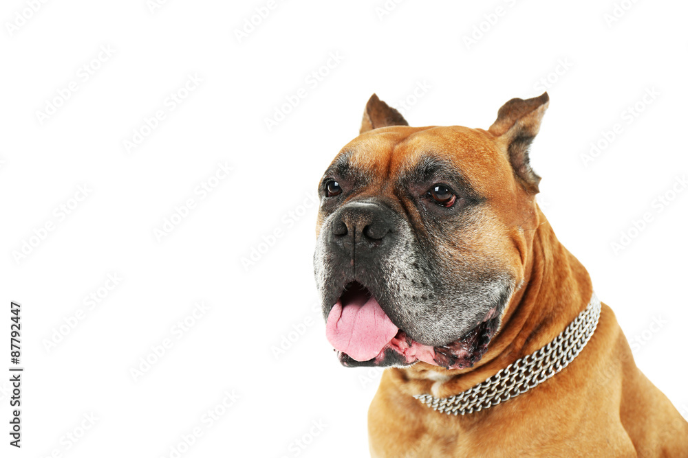 Cute dog isolated on white background