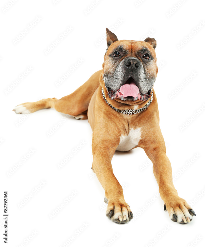 Cute dog isolated on white background