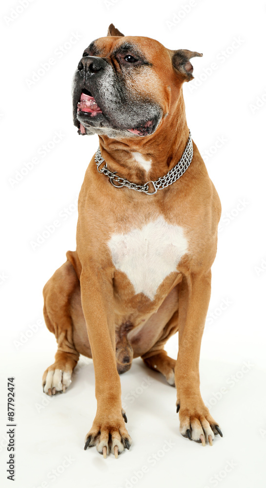 Obraz premium Cute dog isolated on white background