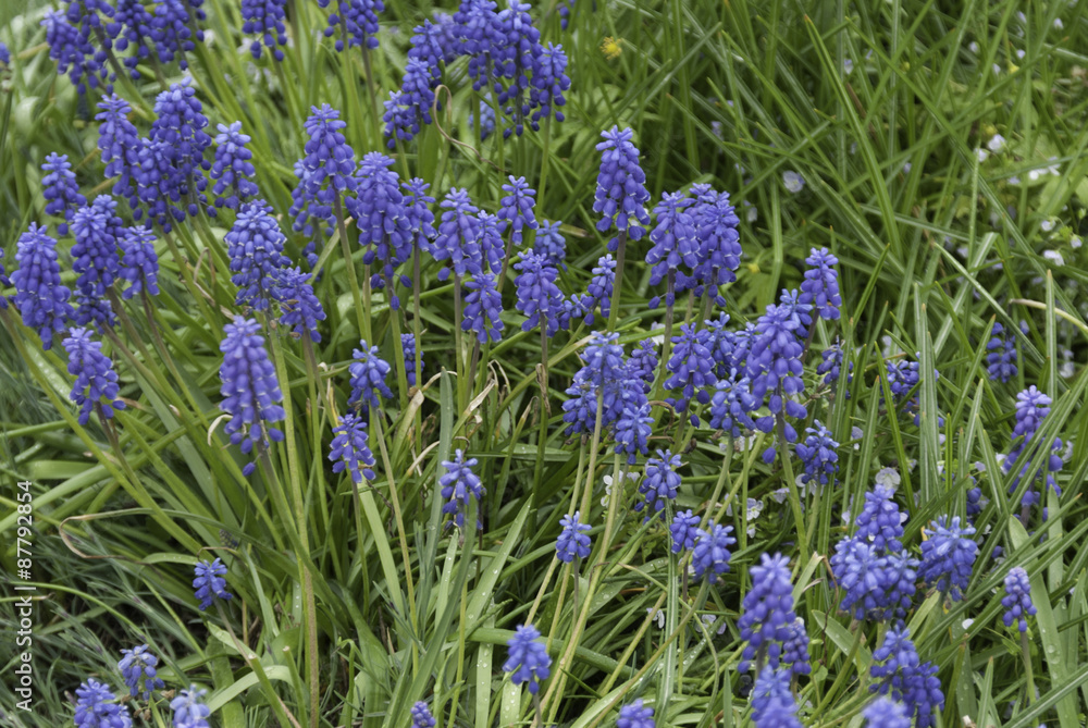 Fototapeta premium flowers and green grass