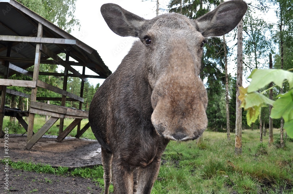 Neugierige Elchkuh nah an der Kamera Neugierige Elchkuh nah an der Kamera