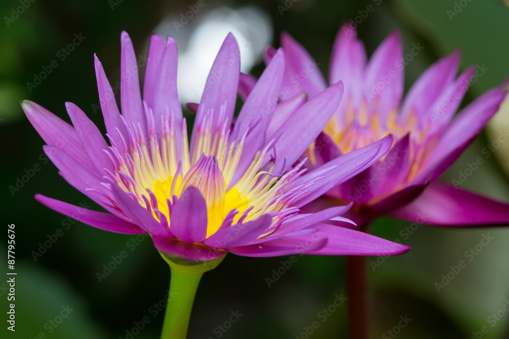 Colorful purple water lily Colorful purple water lily