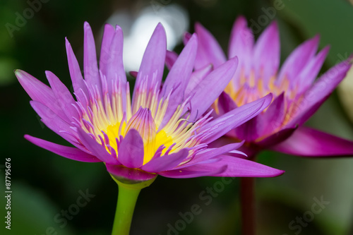 Colorful purple water lily