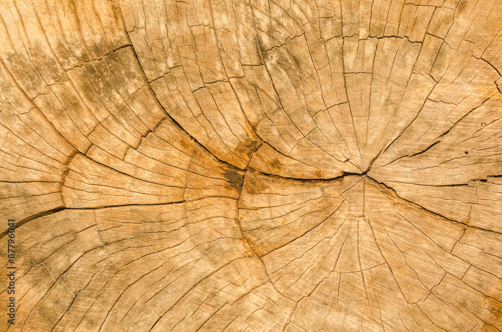 Fototapeta premium Texture of the wood from the trees