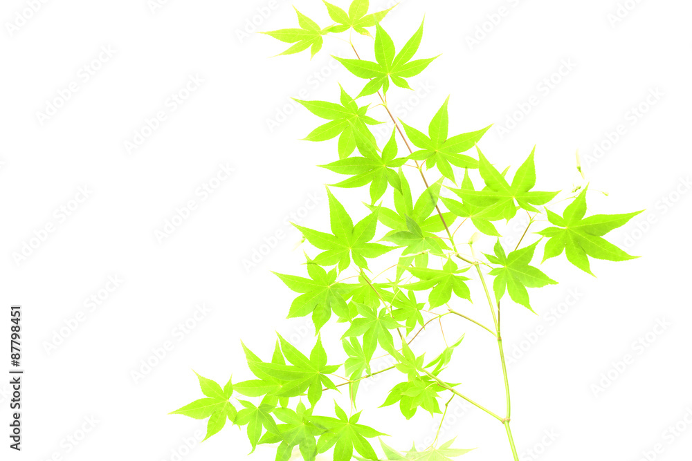 Fototapeta premium もみじの背景素材