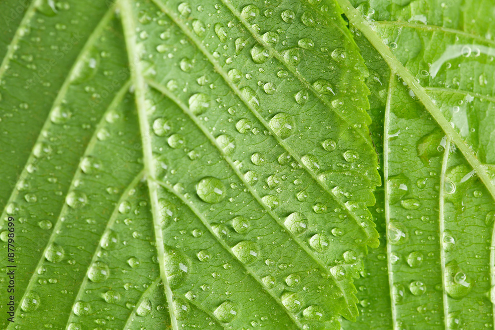 Beautiful green leaves with water drops close up Beautiful green leaves with water drops close up