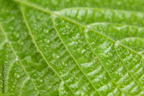 Beautiful green leaf with water drops close up © Africa Studio