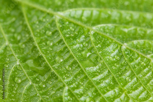 Beautiful green leaf with water drops close up