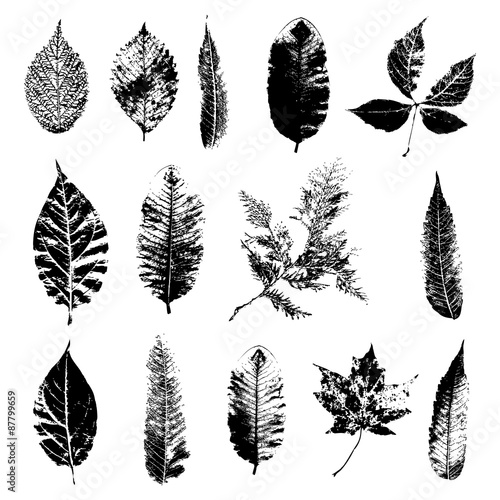 Leaf silhouette collection, foliage set, vector photo