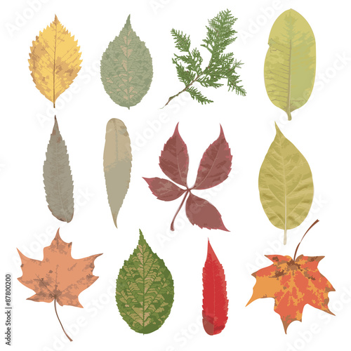 fall leaves set, autumn collection, vector