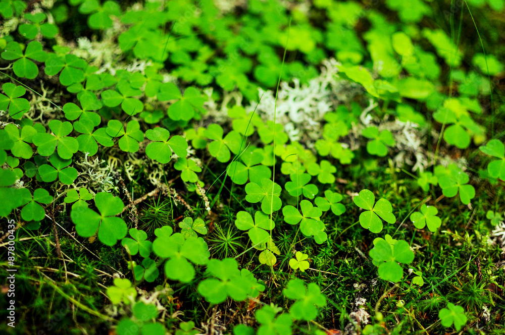 Close-up of moss and clovers Close-up of moss and clovers