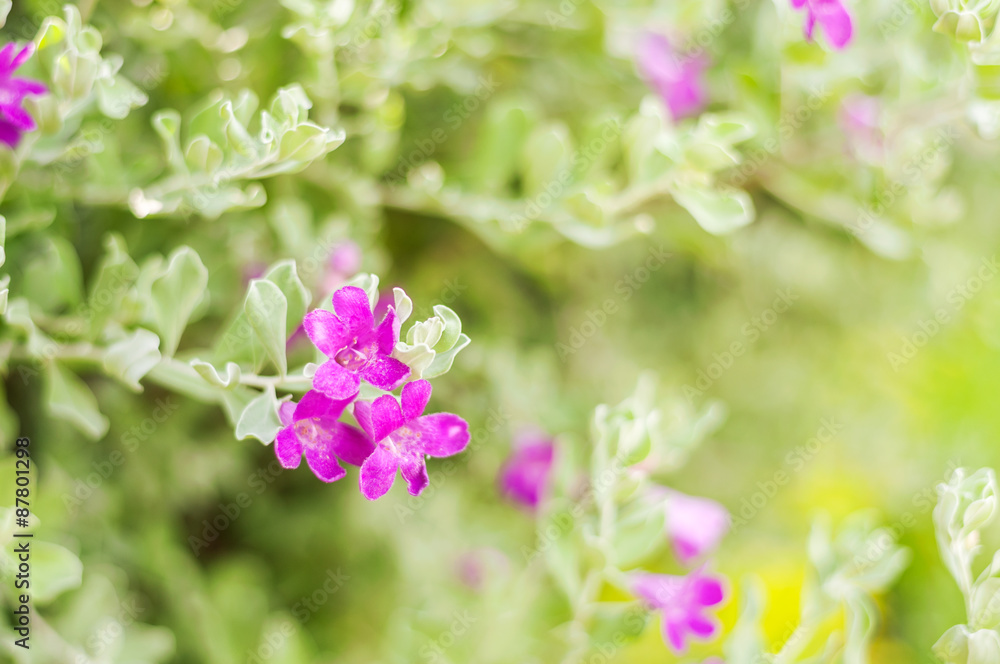 Purple flower 