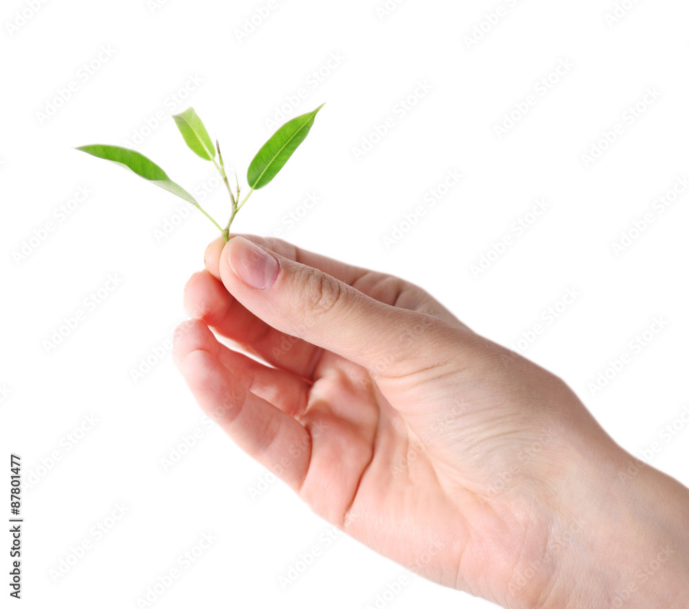 Hand holding fresh green sprout isolated on white Hand holding fresh green sprout isolated on white