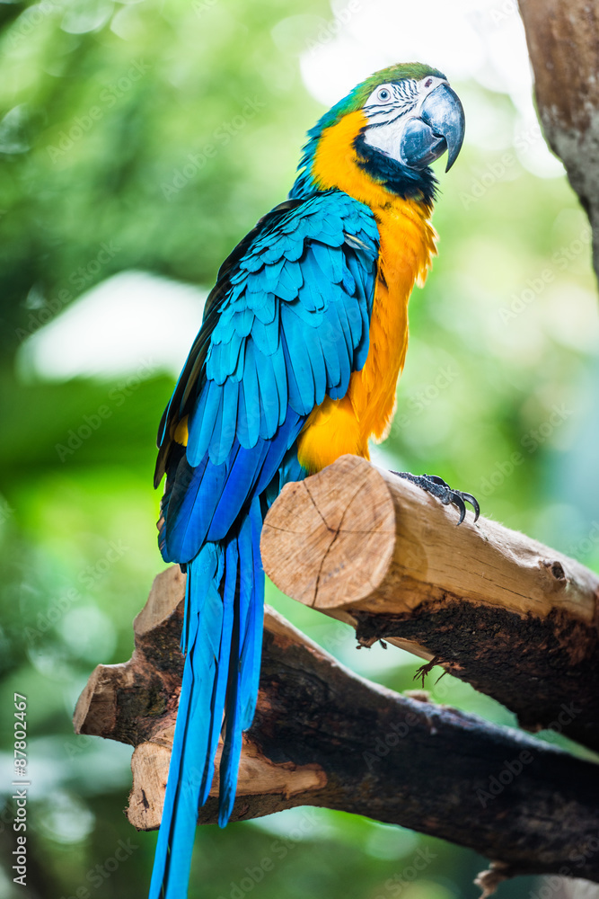 macaw sitting on branch