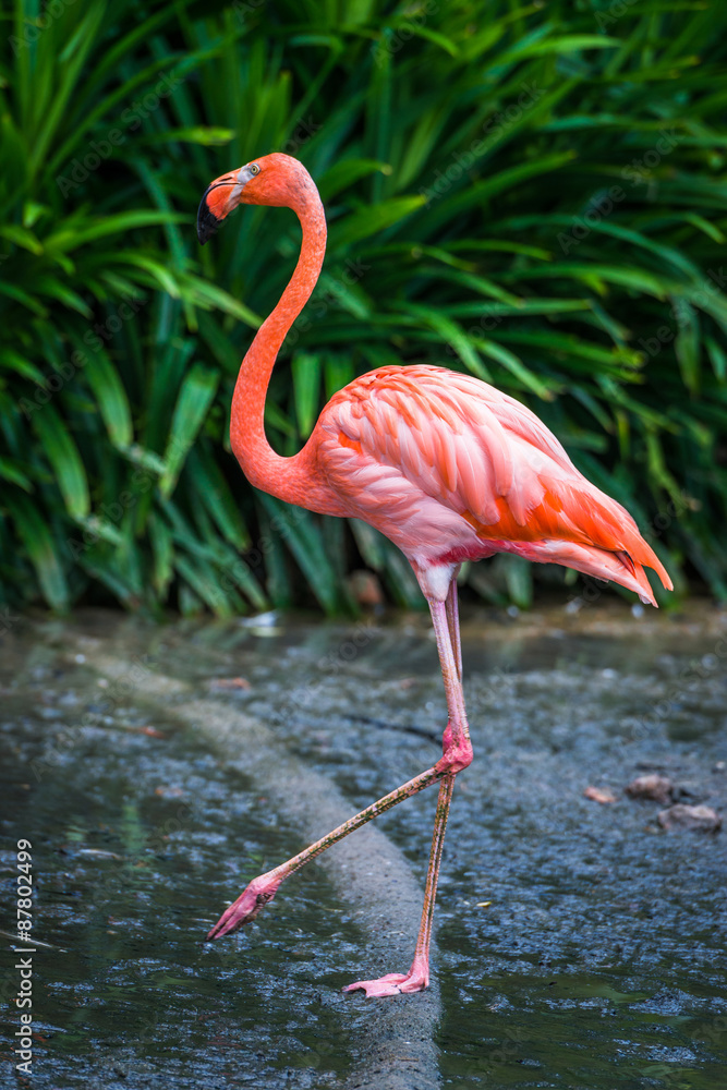 Naklejka premium Flamingo