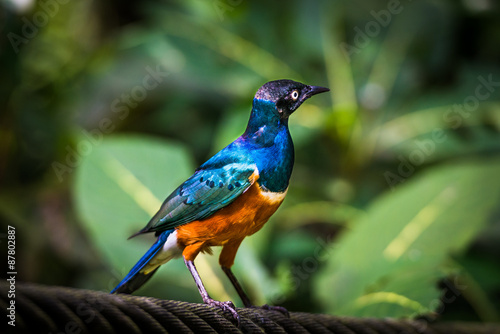 Bilde på lerret Superb starling in a tree