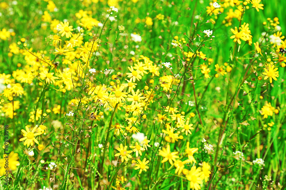 Obraz premium Wildflowers over green grass background
