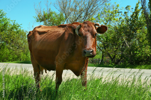 Paddock livestock in lawn