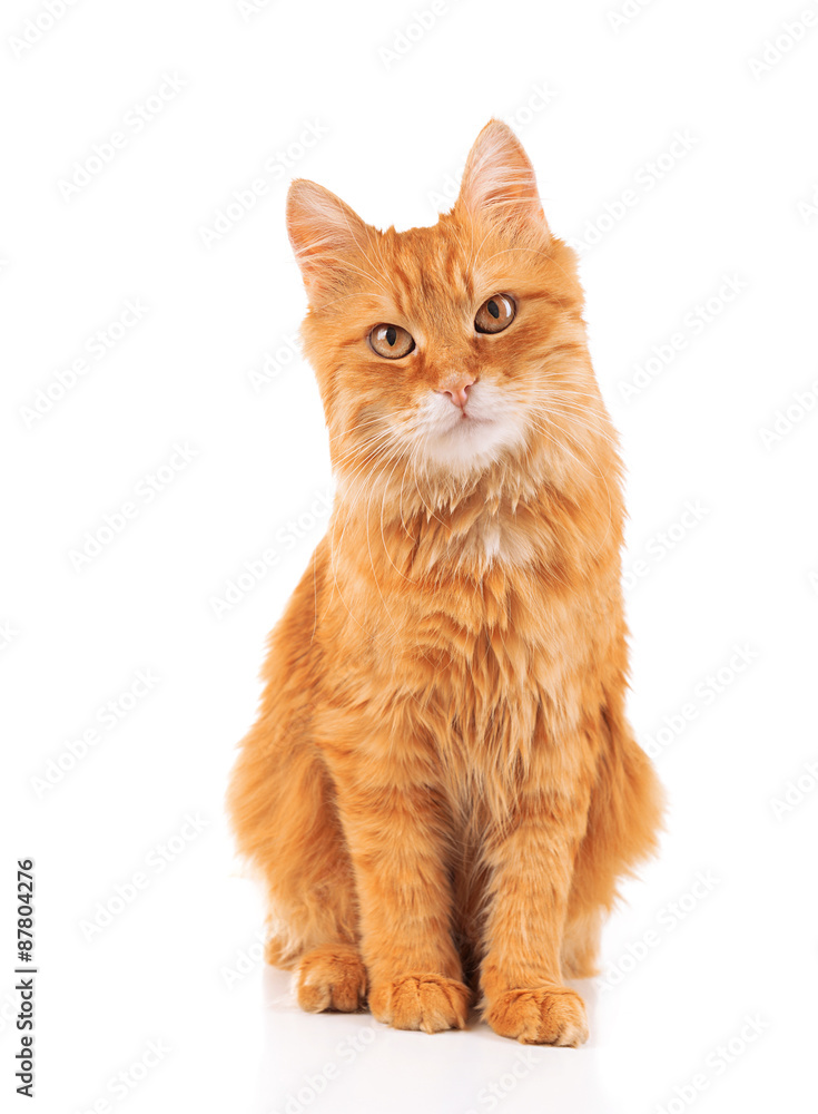 Portrait of red cat isolated on white Portrait of red cat isolated on white