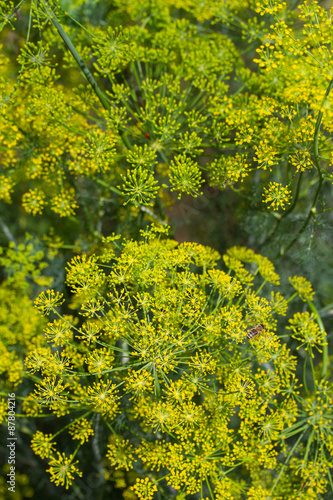 Organic fennel growing in garden. close up