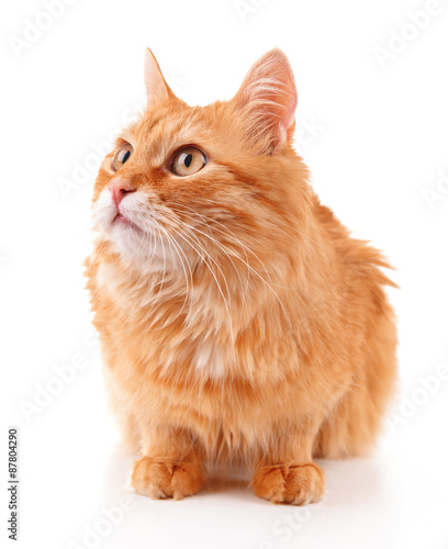 Portrait of red cat isolated on white