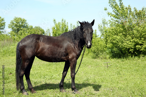 Beautiful dark horse grazing over green grass background © Africa Studio