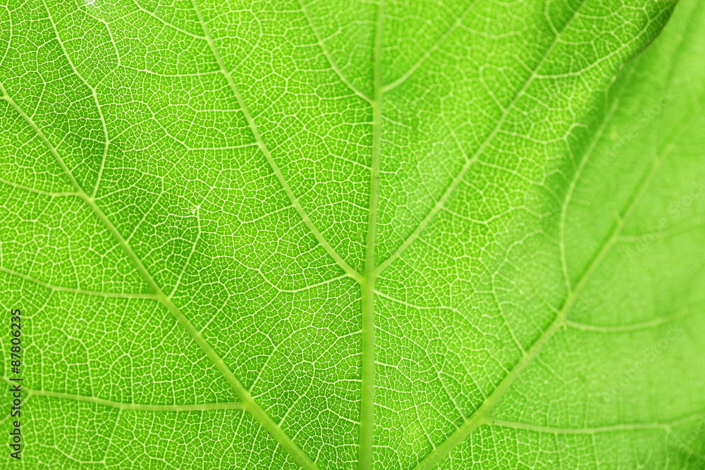 Obraz premium Fresh green leaf, close up